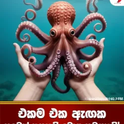 එකම එක ඇඟක හදවත් තුනකුයි මොළ නවයකුයි!