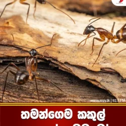 තමන්ගෙම කකුල් කපා ගන්න වඩුවෝ