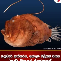 කලුවරේ සැරිසරන අත්භූත එළියක් එක්ක “කළු මුහුදේ රාක්ෂයා!”