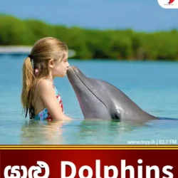 යාළු Dolphins