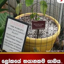 ලෝකයේ භායනකම ශාඛය